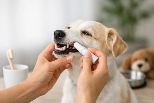 How to Brush Dog Teeth Without the Stress