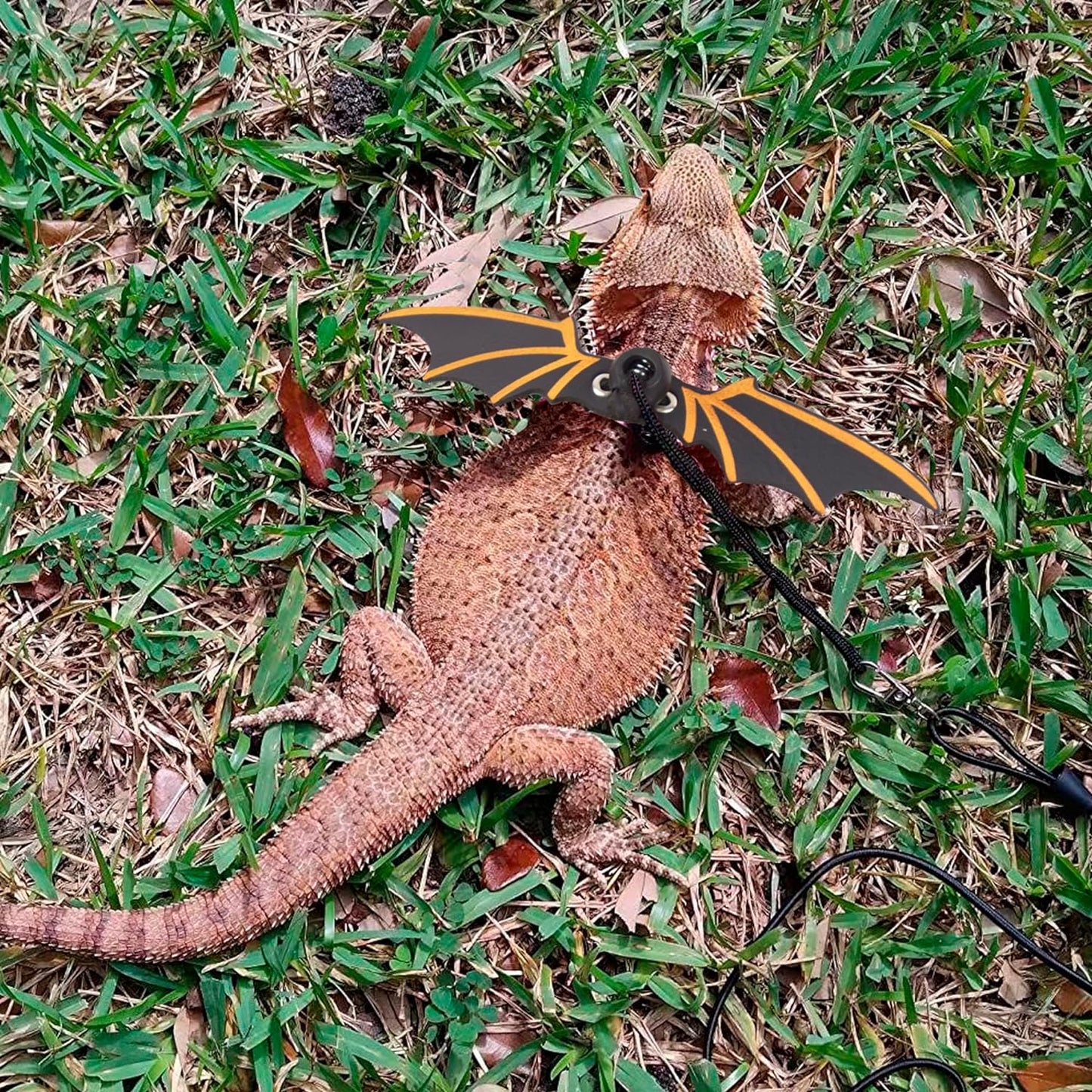 Bearded Dragon Leash Harness – Leather Wings Reptile Harness with Removable Leash - Operation Cozy Paws